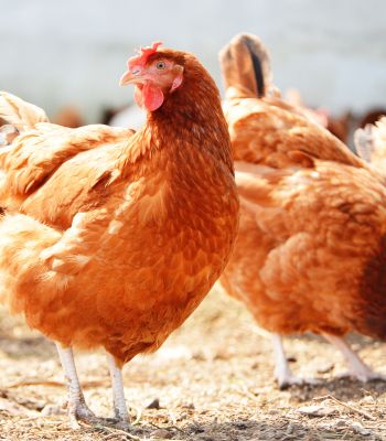 Poultry Equipment